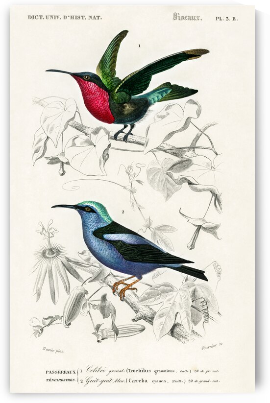 Different types of birds by IStockHistory com