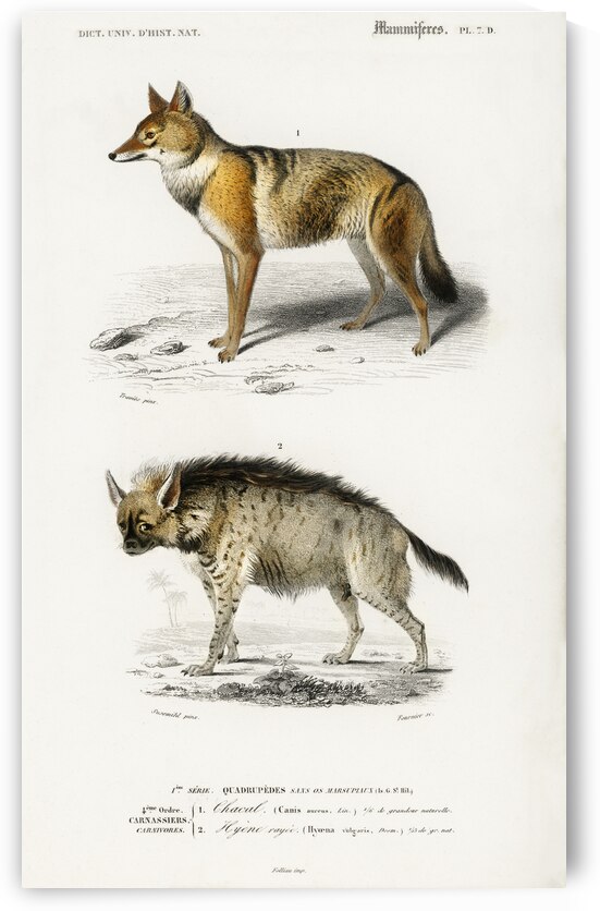 Golden Jackal Canis Aureus and Striped hyena Hyene rayee by IStockHistory com