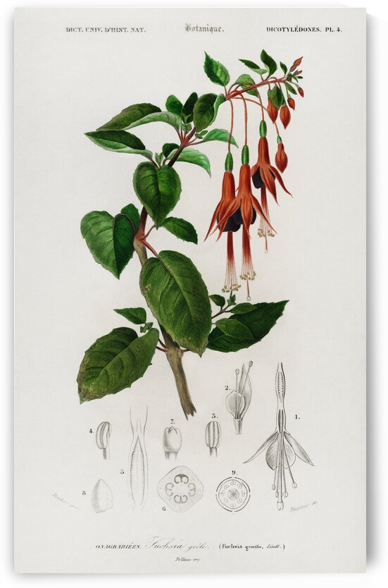 Hummingbird fuchsia Fuchsia gracilis by IStockHistory com