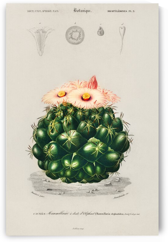 Starry Ball Mammillaria elephantidens by IStockHistory com