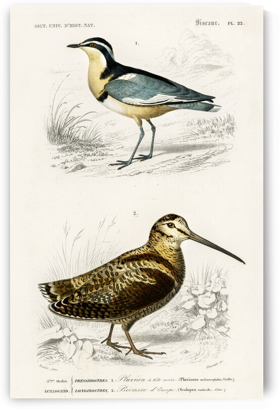 Different types of birds by IStockHistory com