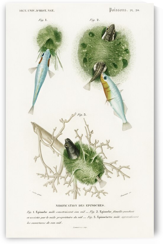 Gasterosteus Aculeatus by IStockHistory com