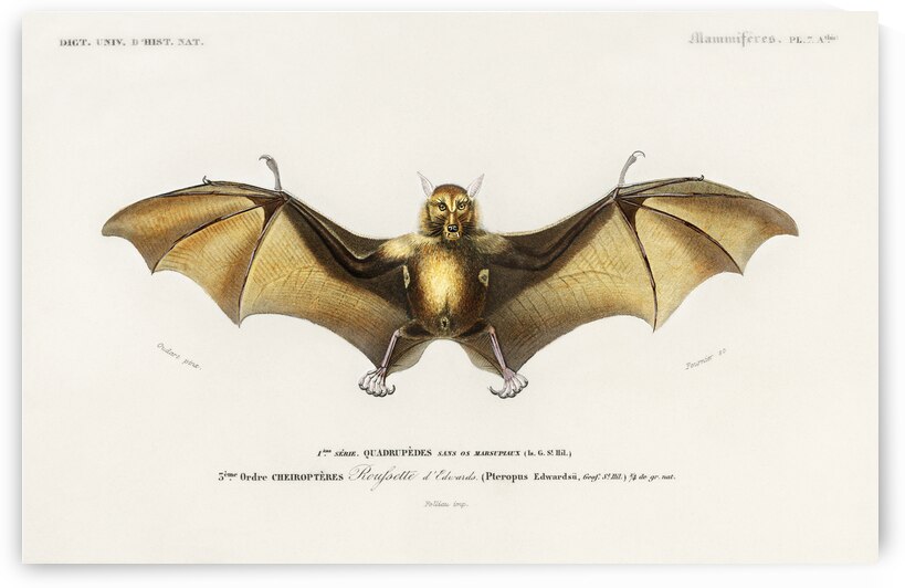 Bat Roufsette by IStockHistory com