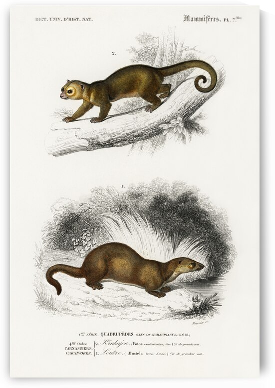 Kinkajou Potos caudivolvulus and The European Otter Mustela Lutra by IStockHistory com