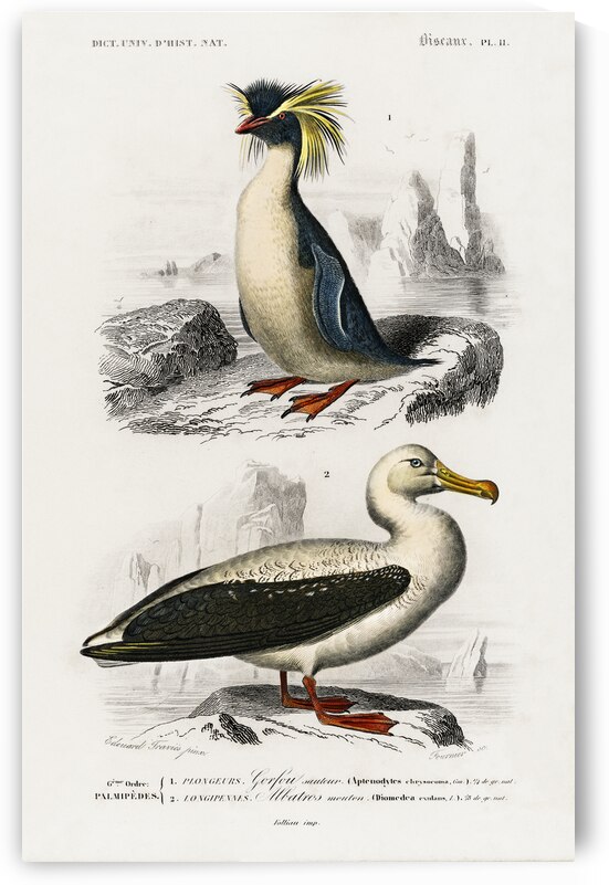 Different types of birds by IStockHistory com