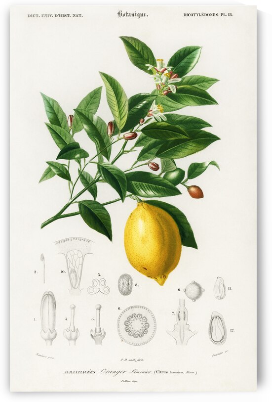 Lemon Citrus Limonium by IStockHistory com