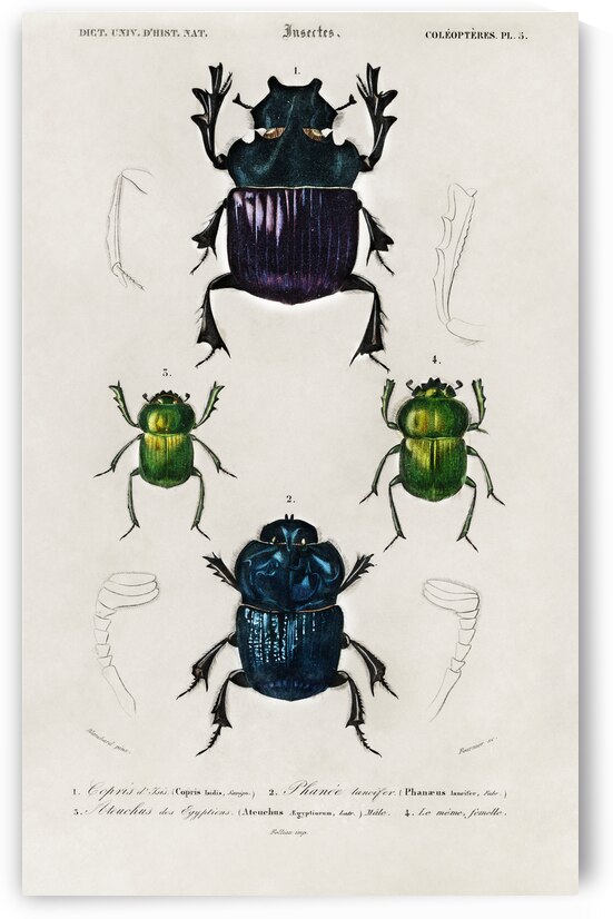 Different types of insects by IStockHistory com