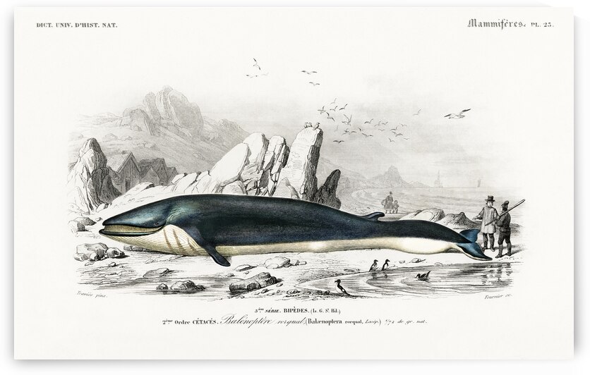 Balaenoptera rorqual by IStockHistory com