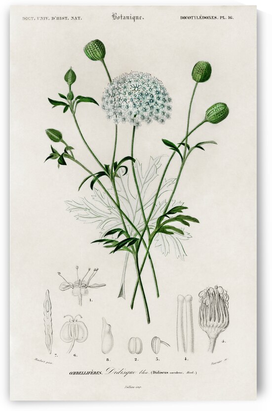 ictionnaire Universel D histoire Naturelle D Orbi 1694478892.938 by IStockHistory com