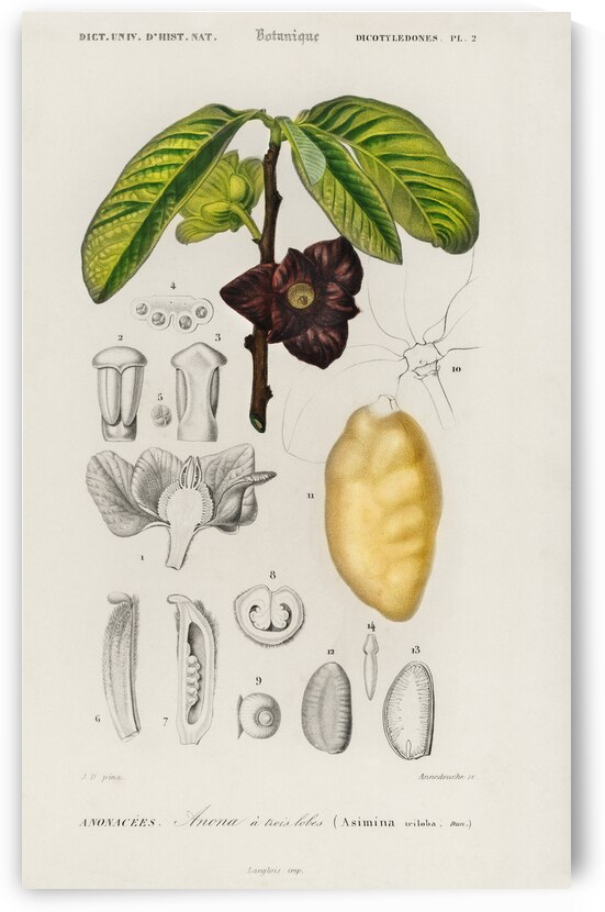 Asimina triloba by IStockHistory com