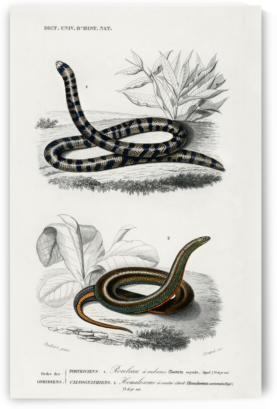 Anilius Tortrix Scytale and Slug Eater Homalosoma arctiventris by IStockHistory com