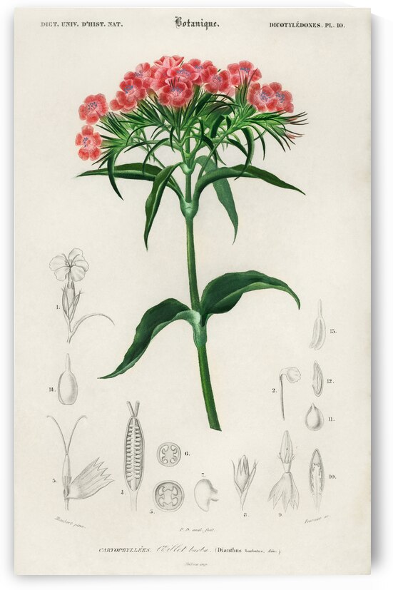 Brazilian gloxinia or Florist gloxinia Gloxinia caulescente by IStockHistory com