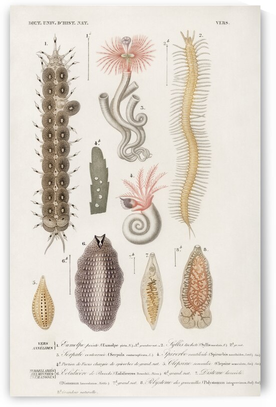 Different types of marine life by IStockHistory com