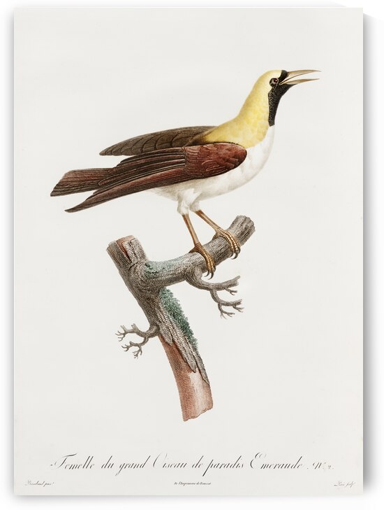 Emperor bird-of-paradise female  by IStockHistory com