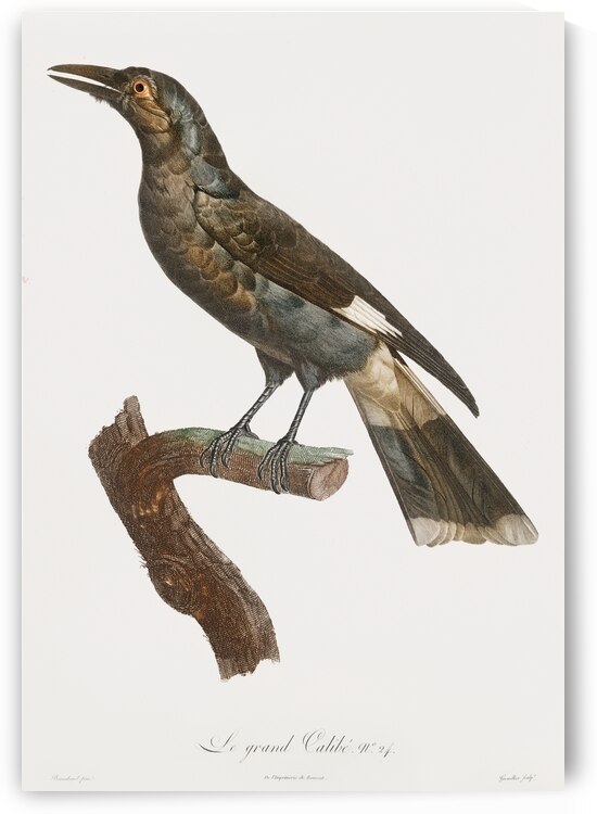 Curl-crested Manucode  by IStockHistory com