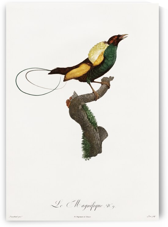 Curl-crested Manucode  by IStockHistory com