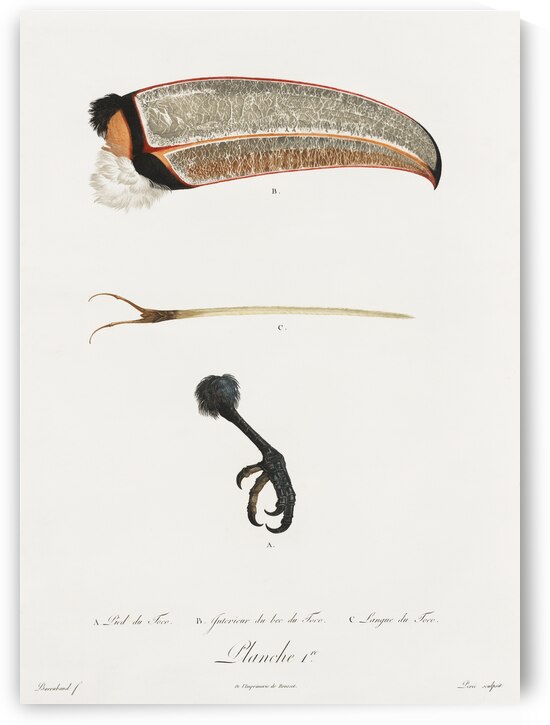 Toco foot beak and tongue  by IStockHistory com