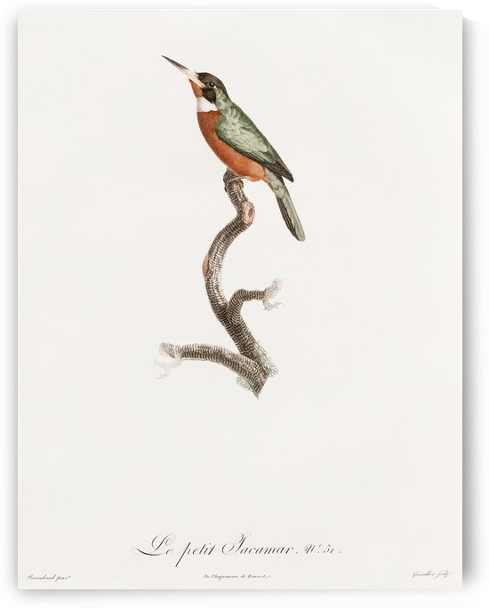 Yellow-billed jacamar by IStockHistory com