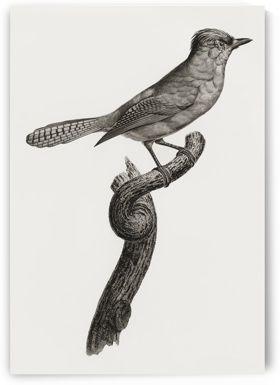 Blue-green jay by IStockHistory com