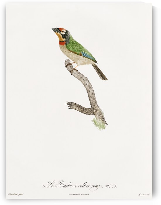 Black-collared barbet  by IStockHistory com