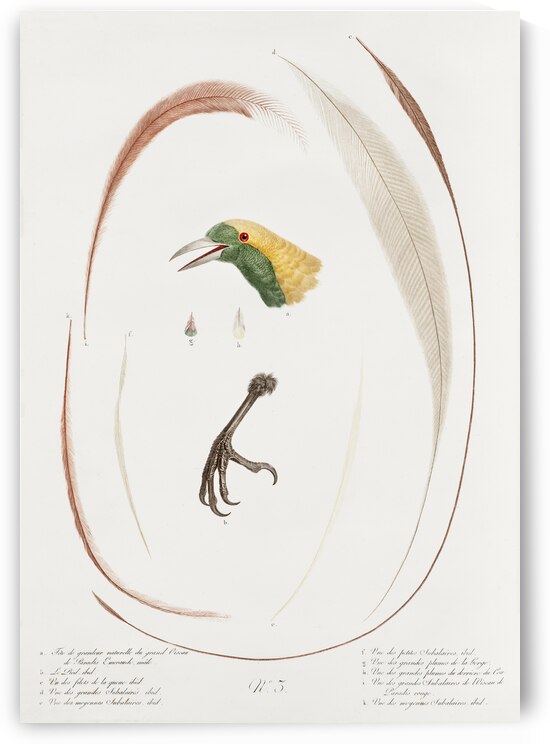 Emperor bird-of-paradise head claw feather and tail  by IStockHistory com