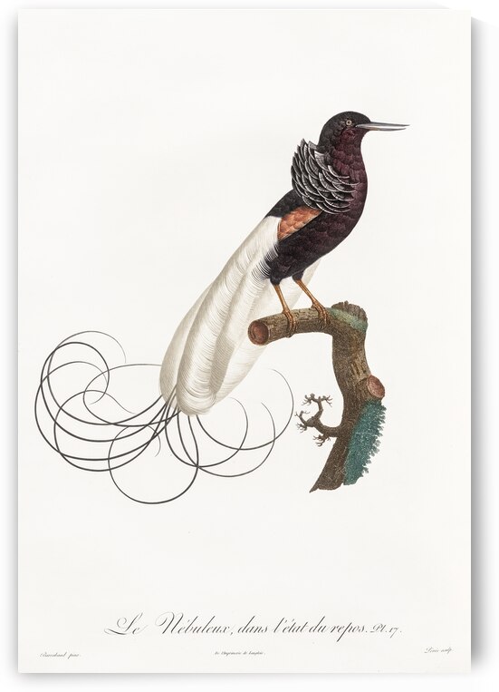 Twelve wired bird of paradise  by IStockHistory com