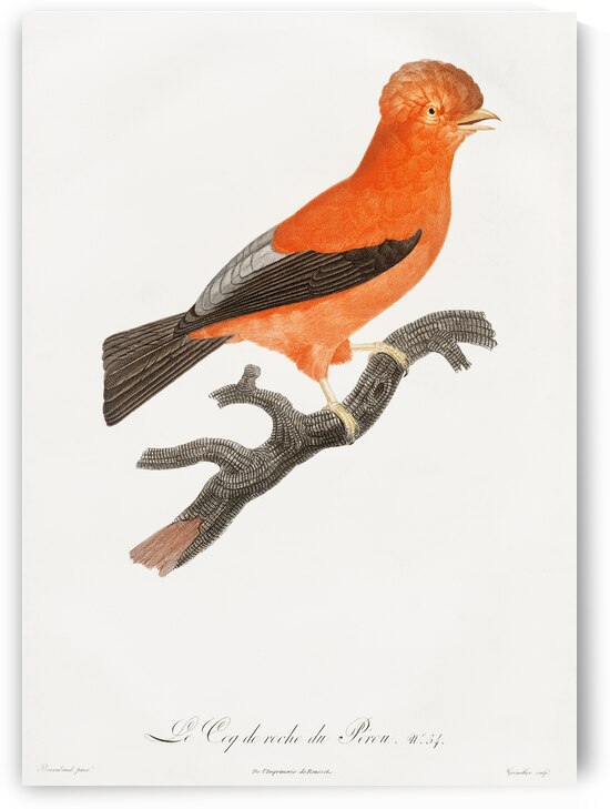 Andean cock-of-the-rock by IStockHistory com