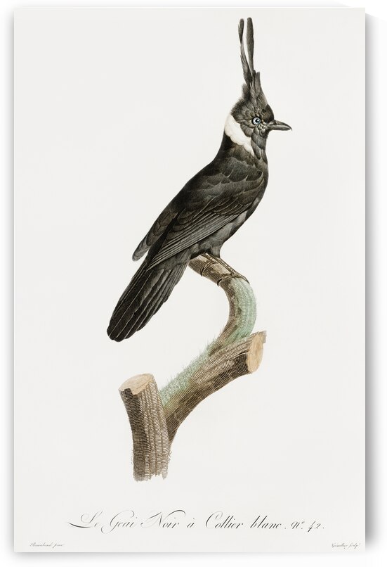 Black Jay with White Colla by IStockHistory com