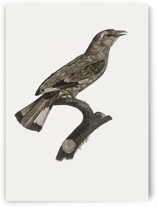 Varied roller of Africa  by IStockHistory com