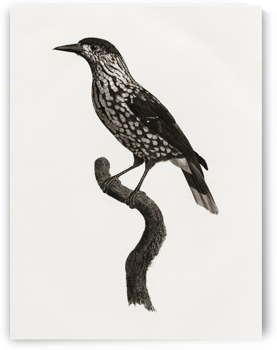 Nutcracker  by IStockHistory com