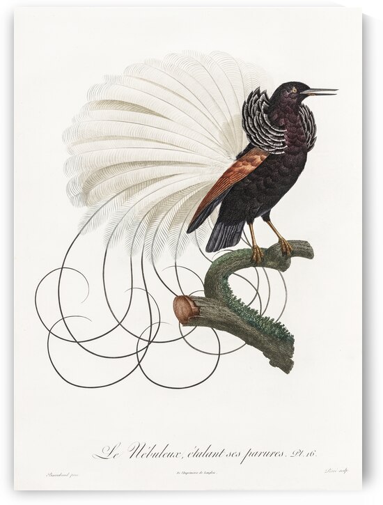 Twelve wired bird of paradise  by IStockHistory com