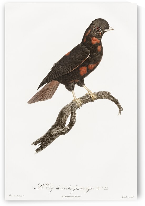 Young cock of the rock  by IStockHistory com