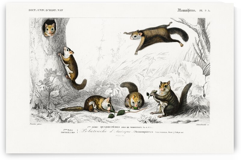 Glaucomys sabrinus Polatouche D Amerique by IStockHistory com