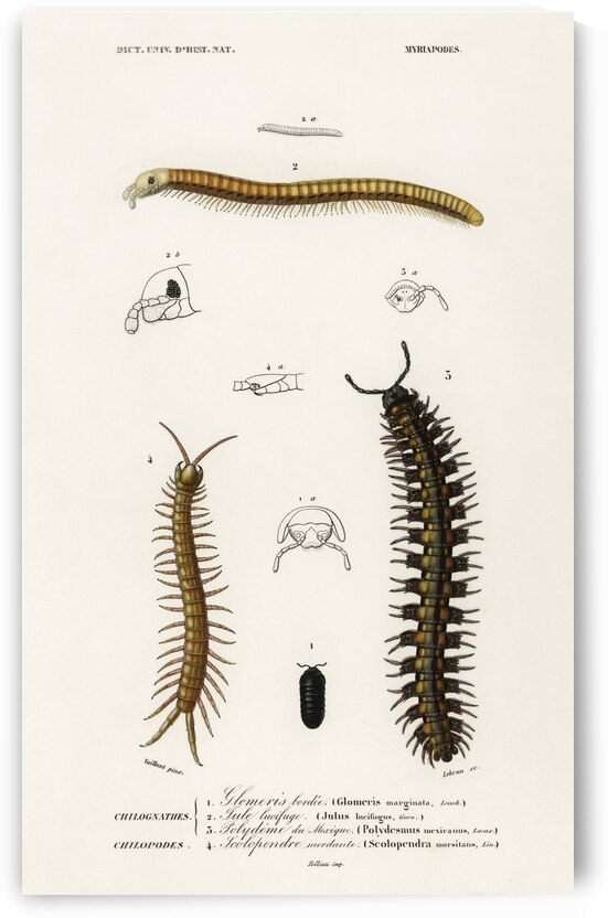 Different types of millipeds by IStockHistory com