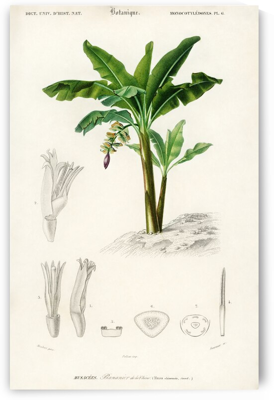 Eurasian Jay  by IStockHistory com