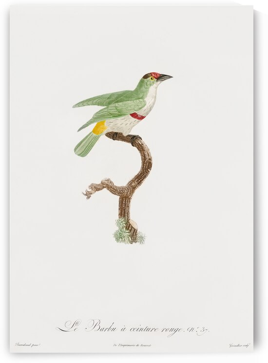 Red-belt barbet  by IStockHistory com