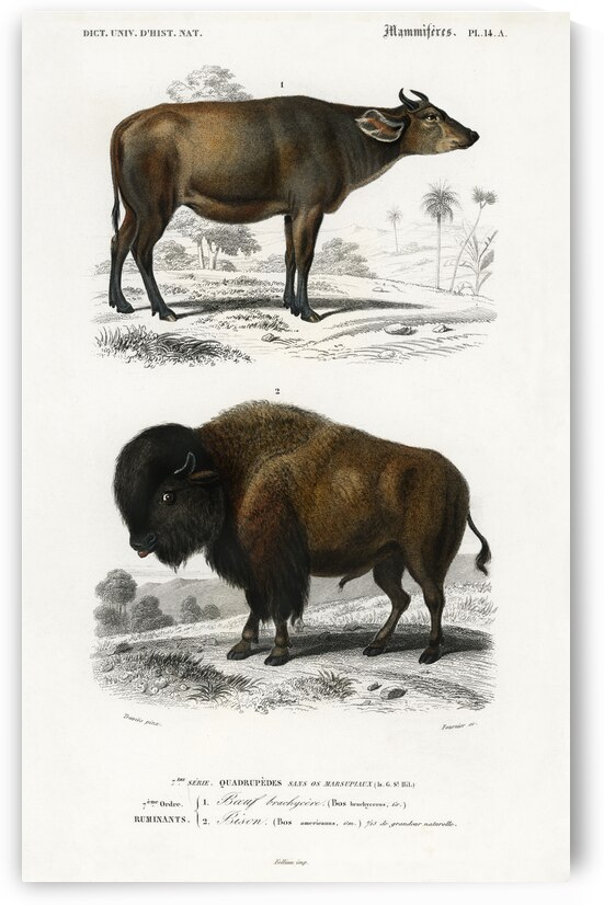 Cow Bos brachyceros and Bison Bos americanus by IStockHistory com
