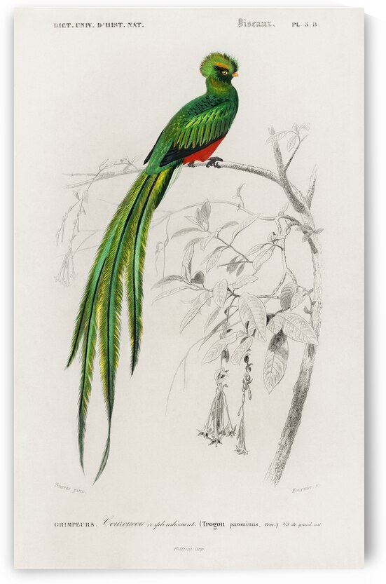 Pavonine quetzal Pharomachrus pavoninus by IStockHistory com