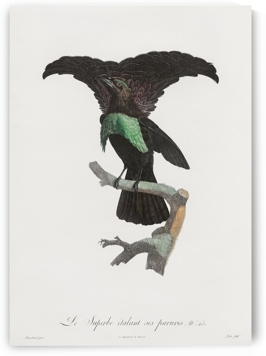 Superb bird of paradise  by IStockHistory com