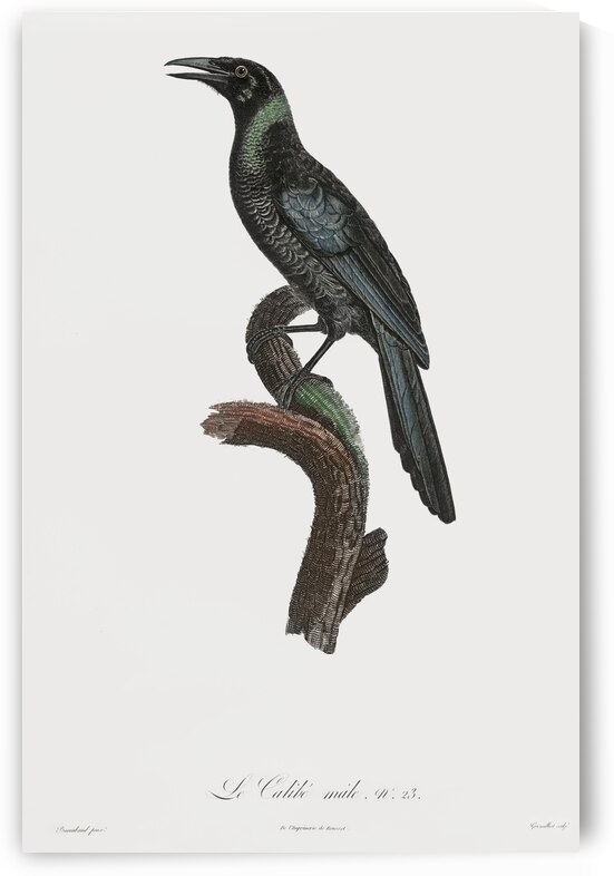 Manucode Male  by IStockHistory com