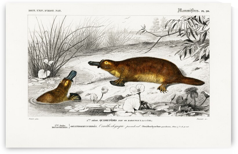 Platypus Ornithorhynchus Paradoxus by IStockHistory com