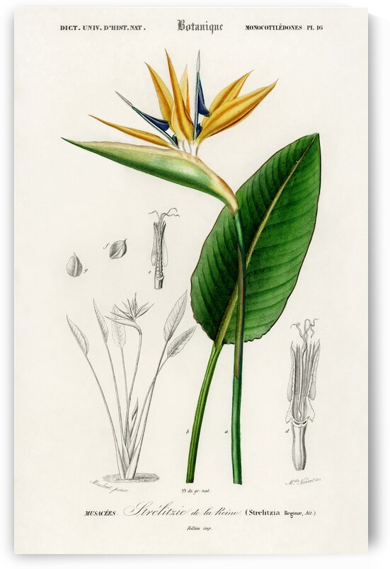 Bird of paradise Strelitzia Reginae by IStockHistory com