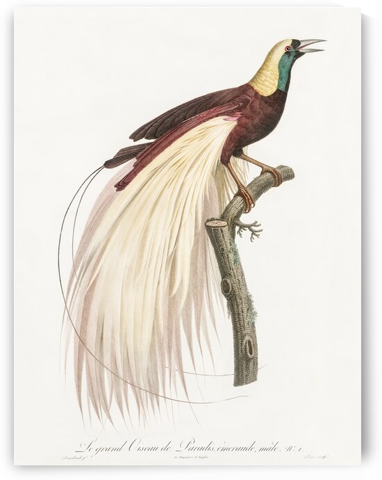 Emperor bird-of-paradise male  by IStockHistory com
