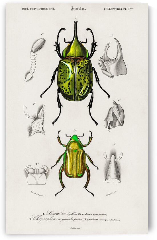 Chrysina Macropus Chrysophora Macropa and Eastern Hecules Beetle Scarabaeus Hyllus by IStockHistory com