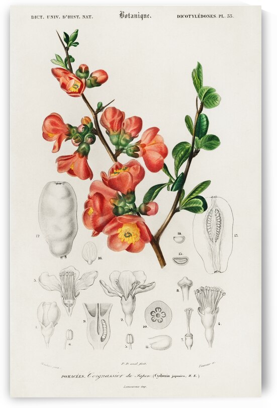 Maule&39s quince Cydonia japonica by IStockHistory com