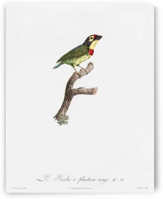 Coppersmith barbet  by IStockHistory com