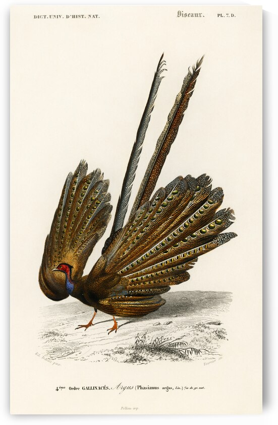 Great argus Phasianus argus by IStockHistory com