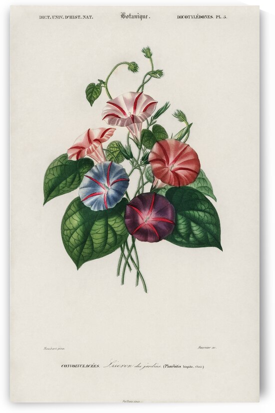 Morning-glory Pharbitis hispida by IStockHistory com