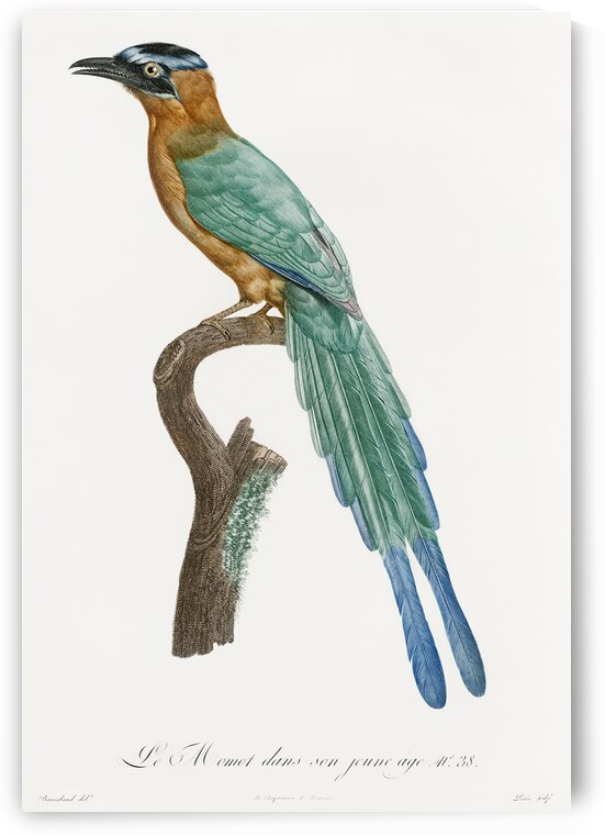 Young motmot  by IStockHistory com