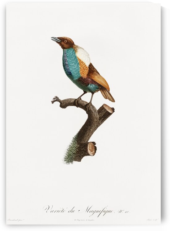 Magnificent bird of paradise female  by IStockHistory com